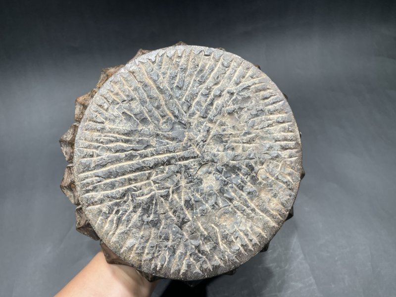 明 青石莲花浮雕龙纹灯供 - 图10