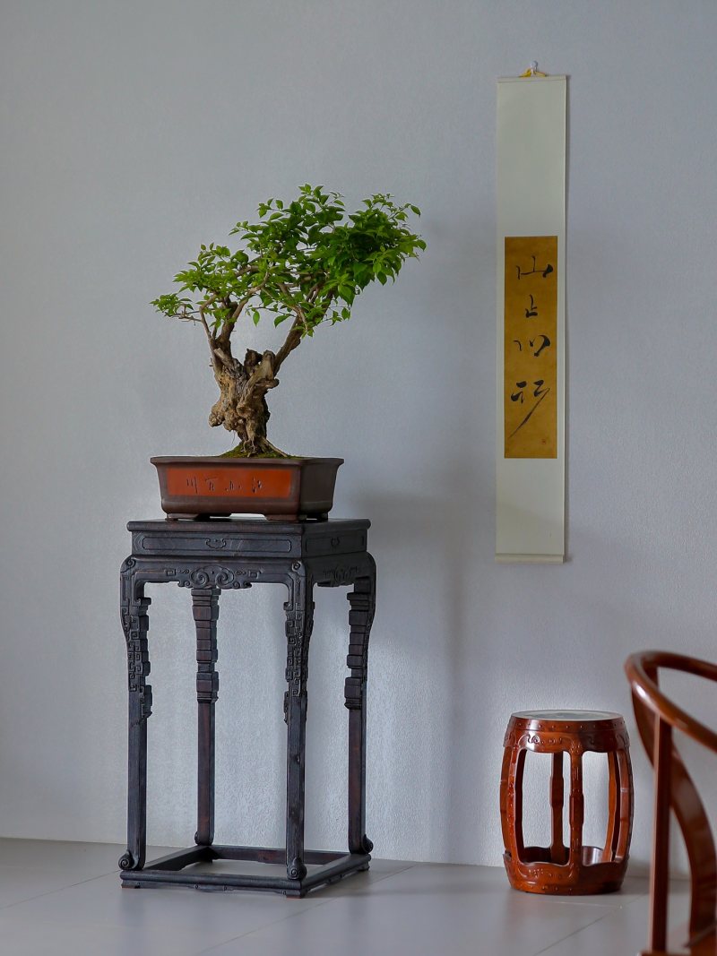 金丝楠木如意纹云足花架 - 图1