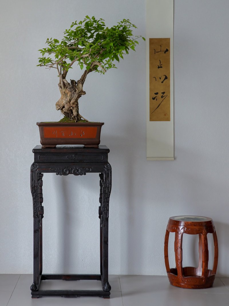 金丝楠木如意纹云足花架 - 图2