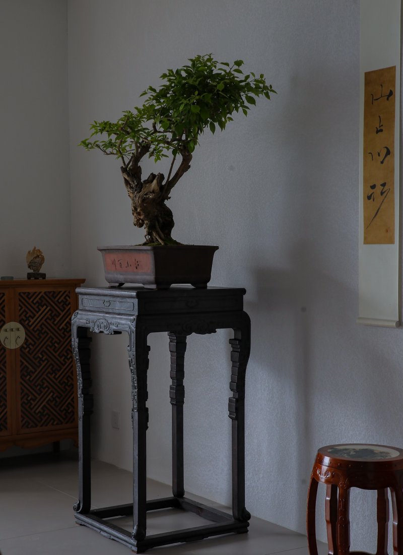 金丝楠木如意纹云足花架 - 图7