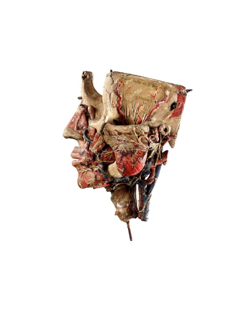 A small detachable anatomic head by Louis Thomas Jerome Auzoux (1797-1880) France, 19th century 十九世紀　法國 Louis Thomas Jerome Auzoux（1797-1880年）製紙雕頭部解剖小模型