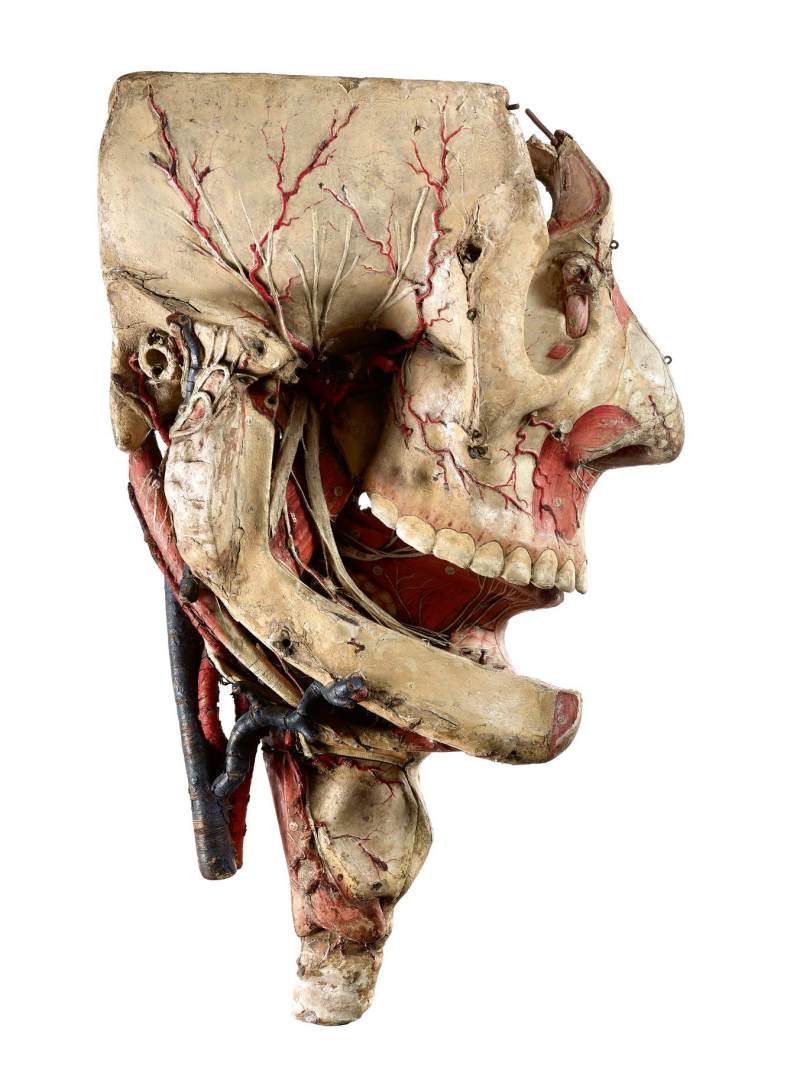 A detachable anatomic head by Louis Thomas Jerome Auzoux (1797-1880) France, 19th century 十九世紀　法國 LOUIS THOMAS JEROME AUZOUX（1797-1880年）製可拆卸顱骨模型 - 图1