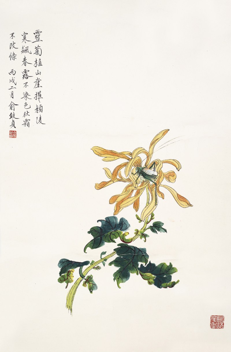 俞致贞  菊花草丛镜片