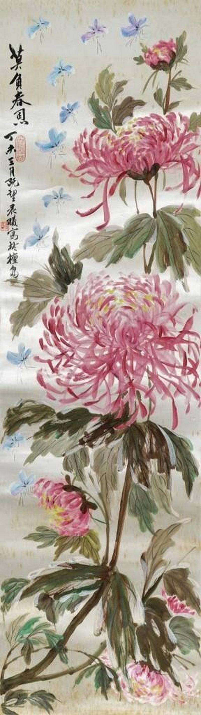    晨曦 蝶粉菊