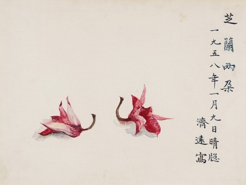 1958年作 芝兰两朵