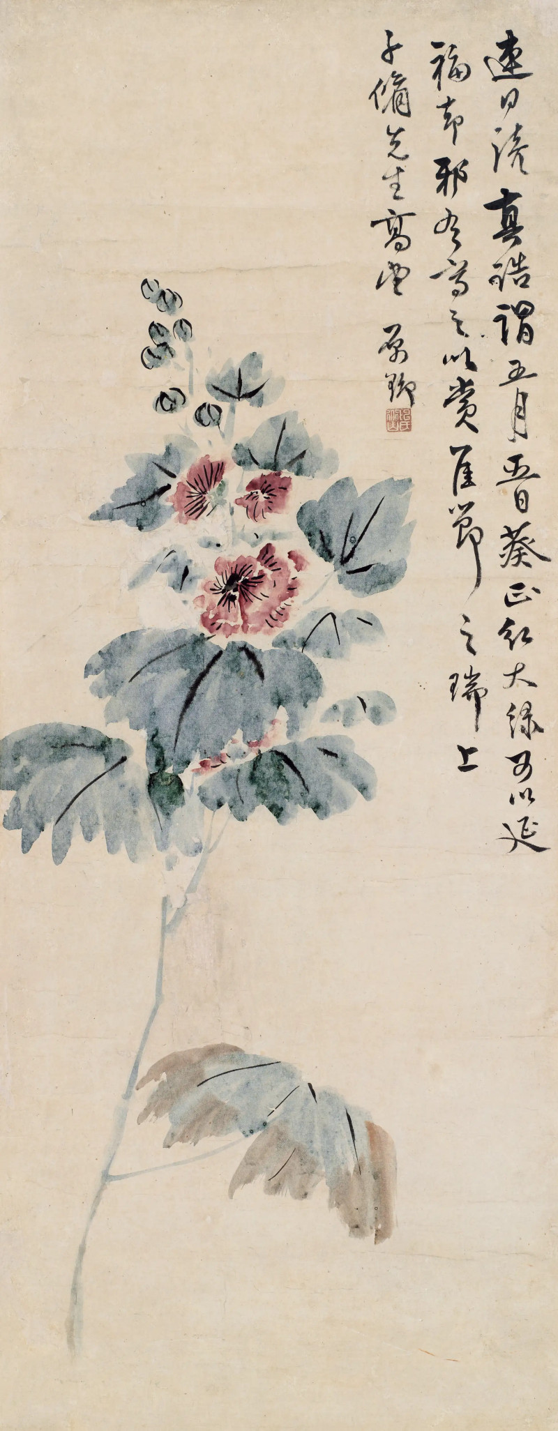陈舒  山葵图