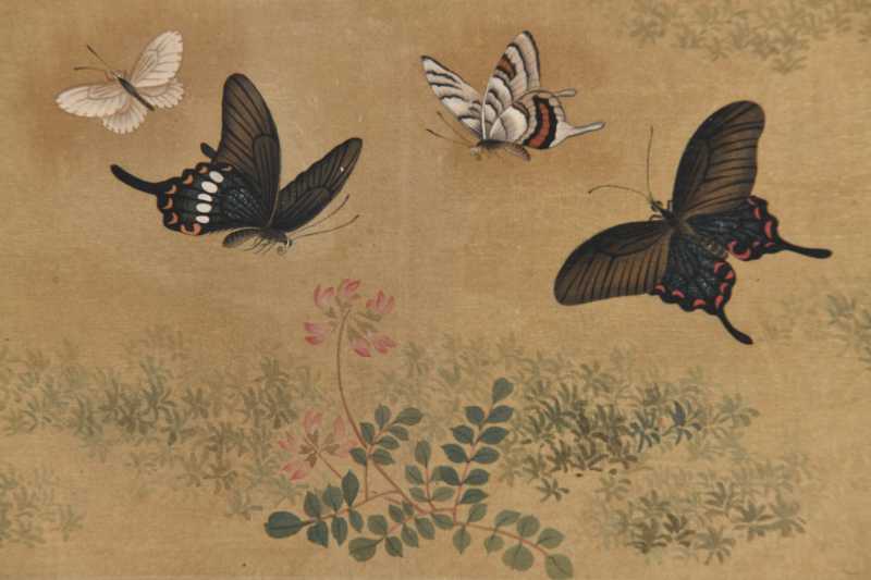  洪怡 花蝶图 - 图10