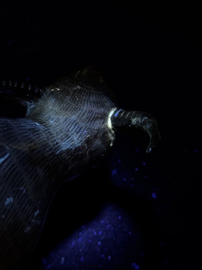 清康熙 素三彩老子出关坐像 - 图41