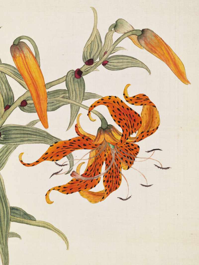 孙云 仿恽寿平花卉 - 图9