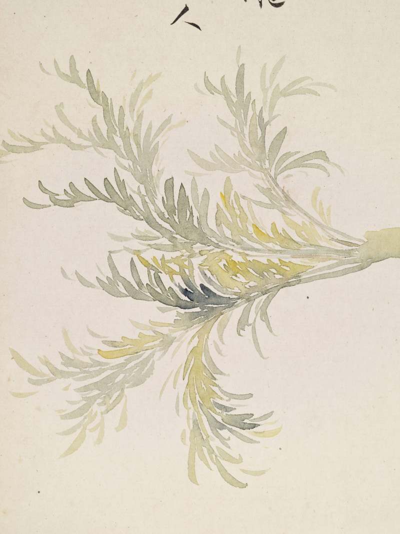 己巳（1929年）作 叶瀚 花鸟册 - 图9