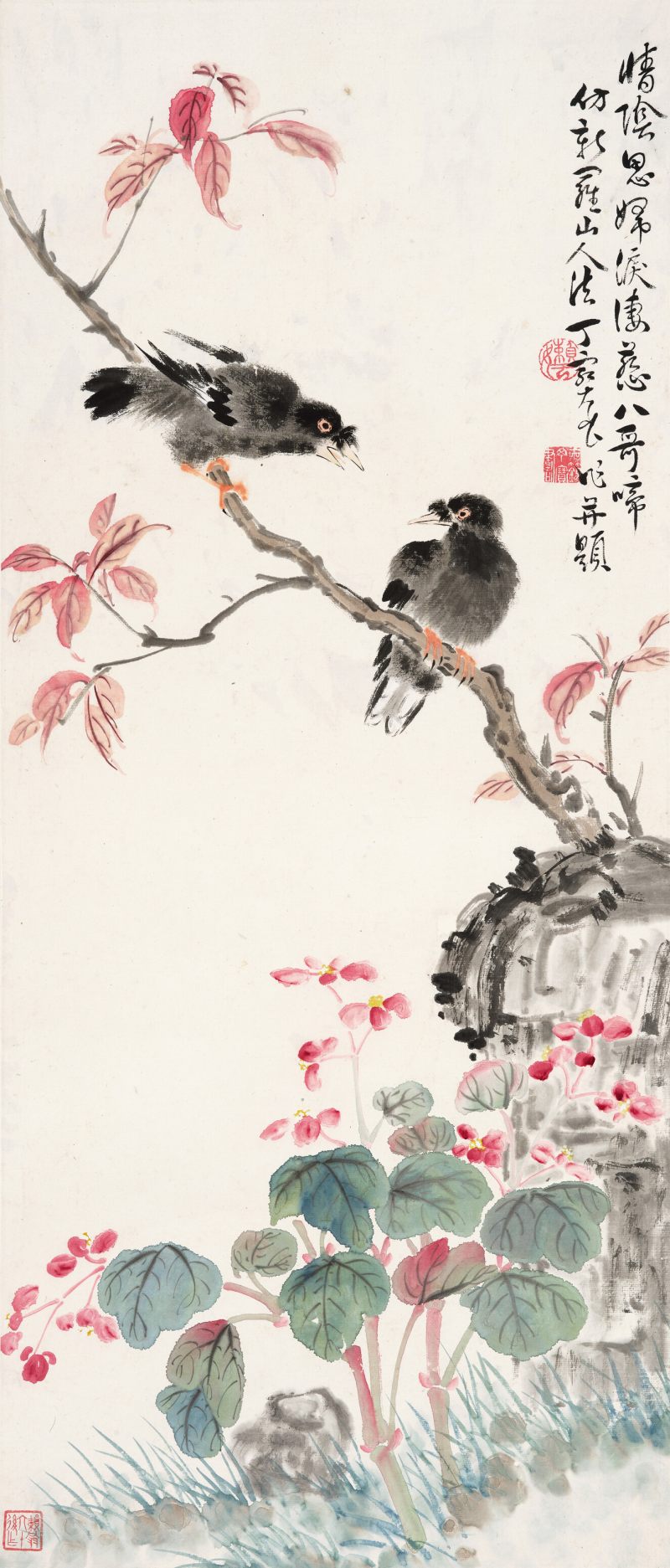 丁宝书 八哥海棠