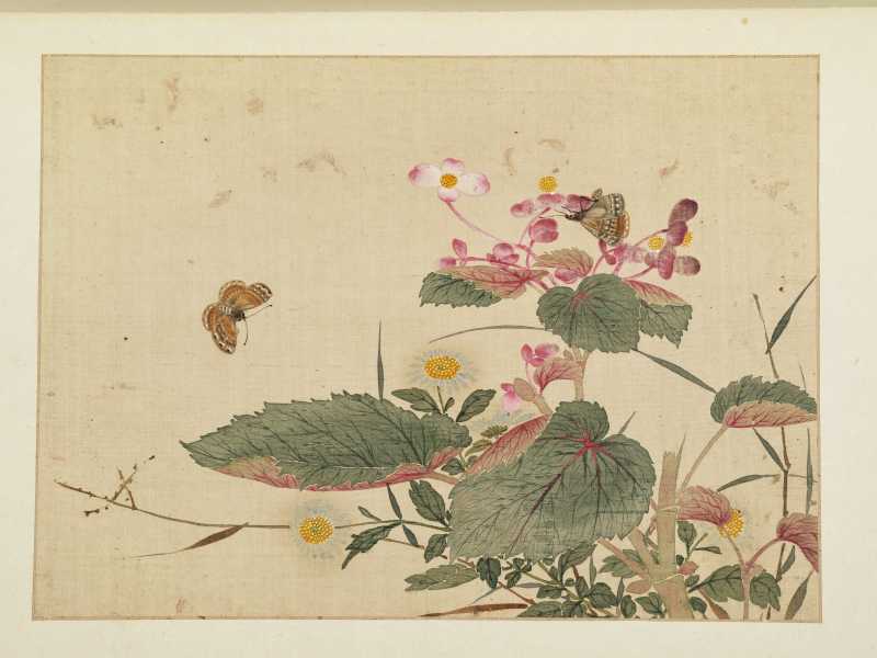 康熙癸巳（1713年）作 马荃（款） 花卉册 - 图5