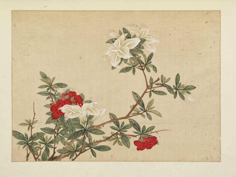 康熙癸巳（1713年）作 马荃（款） 花卉册 - 图8
