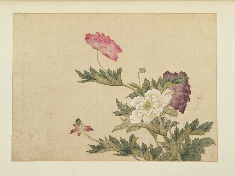康熙癸巳（1713年）作 马荃（款） 花卉册 - 图9