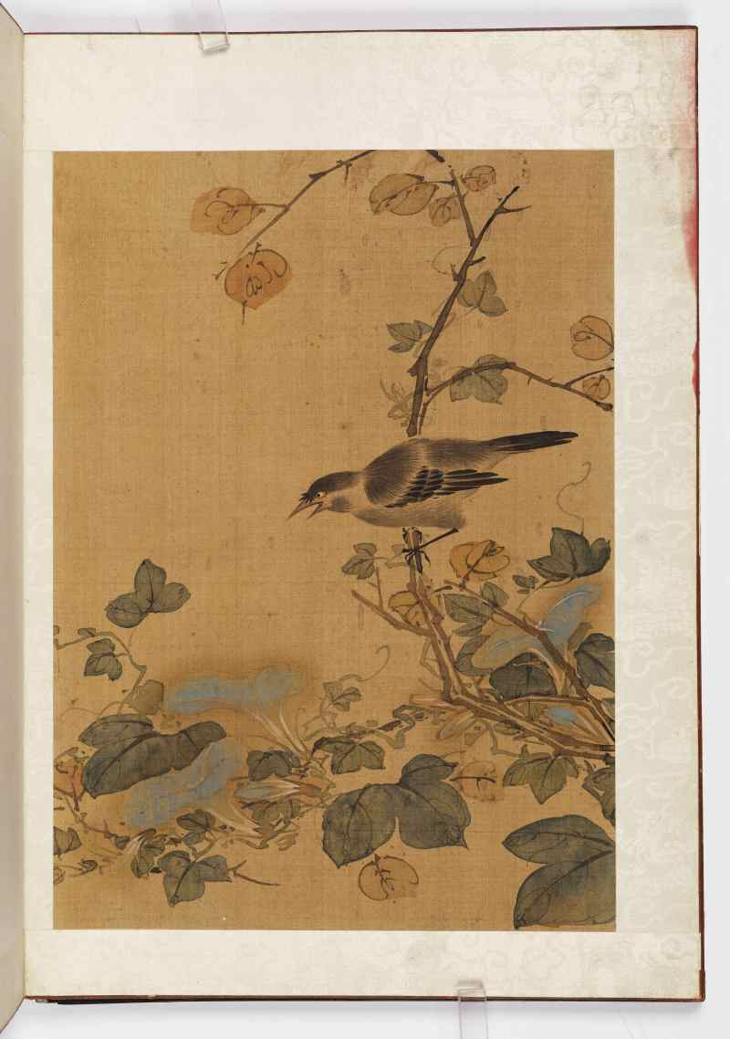 赵源 花鸟册 - 图31