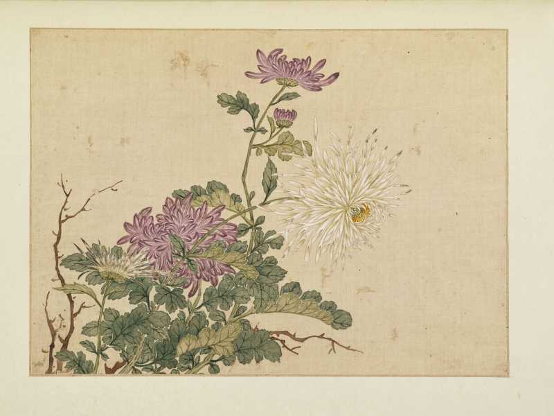 康熙癸巳（1713年）作 马荃（款） 花卉册 - 图12
