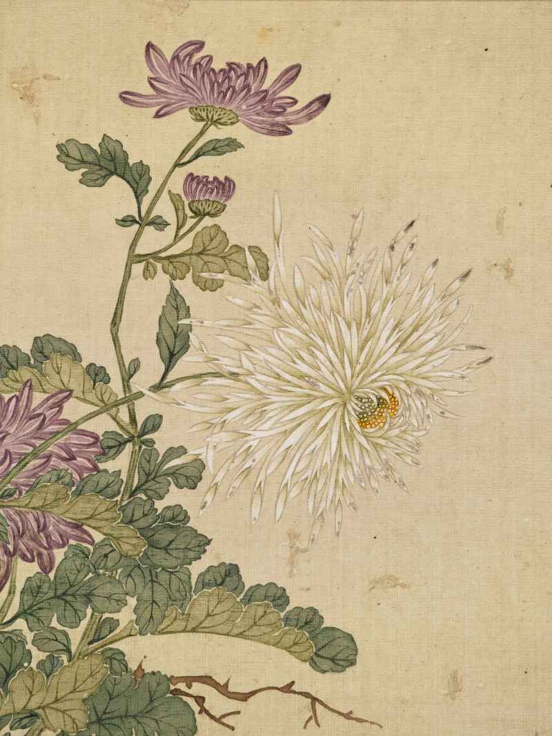 康熙癸巳（1713年）作 马荃（款） 花卉册 - 图13
