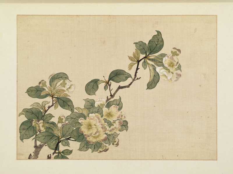 康熙癸巳（1713年）作 马荃（款） 花卉册 - 图16