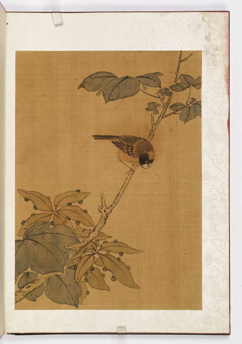 赵源 花鸟册 - 图34