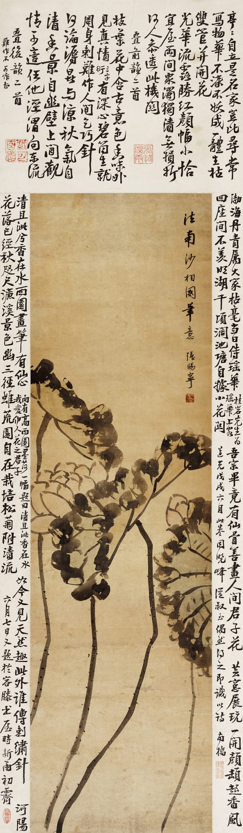 张赐宁 荷花