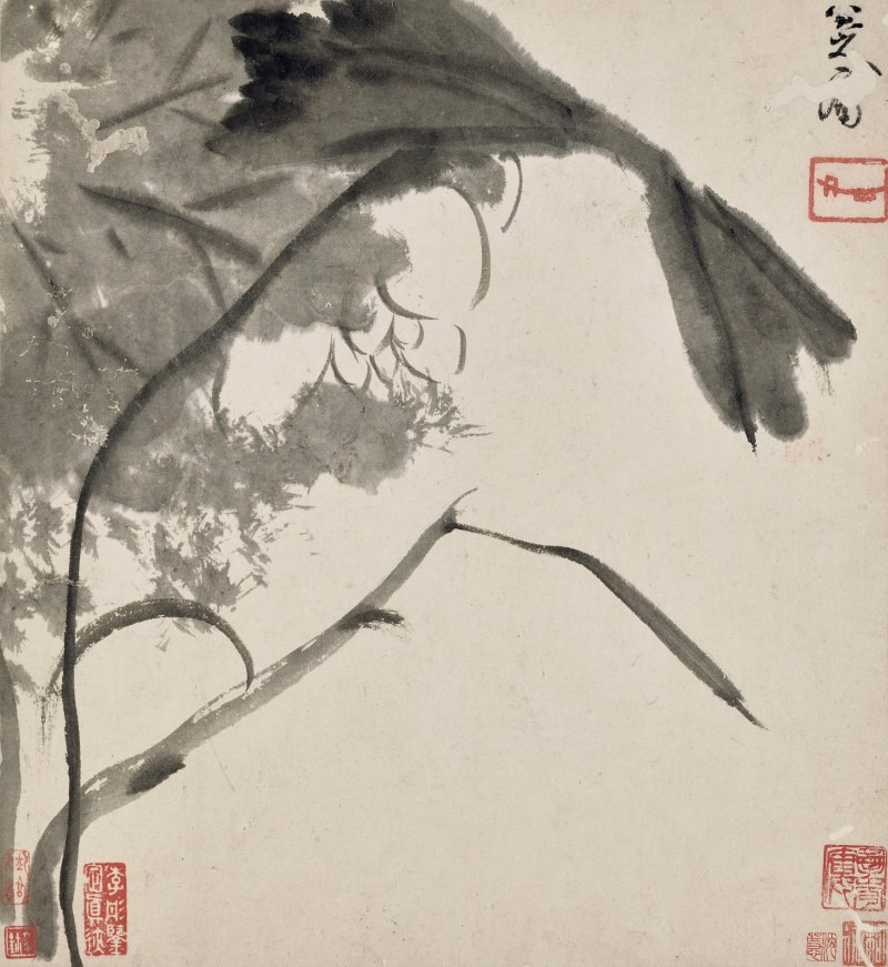 清 八大山人（1626-1705）  水墨花鳥冊 - 图6