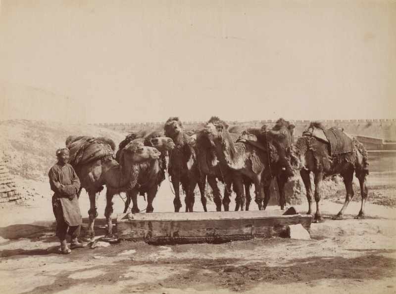 1900年代 山本赞七郎 北京骆驼队