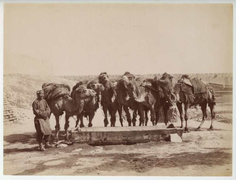 1900年代 山本赞七郎 北京骆驼队 - 图2