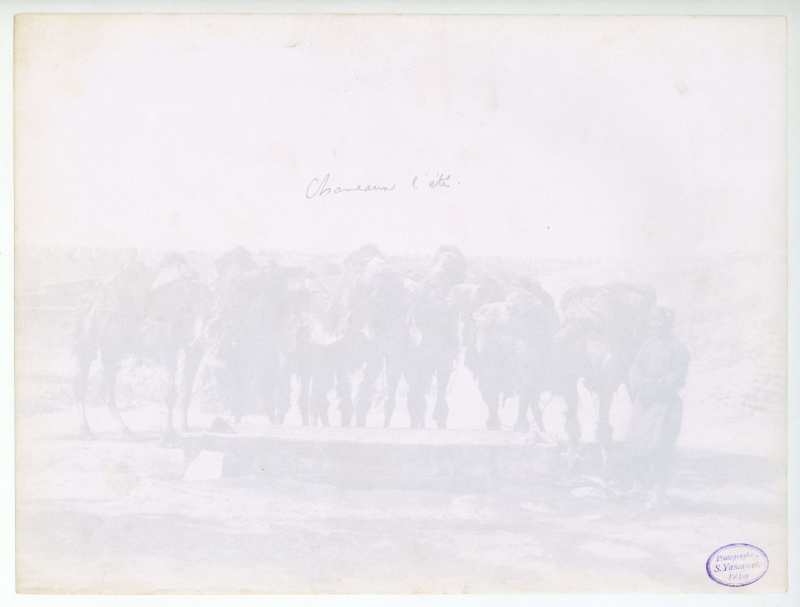 1900年代 山本赞七郎 北京骆驼队 - 图3