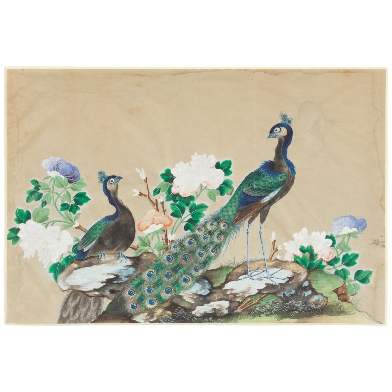 中國畫家 十九世紀 鳥圖一組八幅 水粉通草畫 | CHINESE ARTIST (19TH CENTURY) - 图9