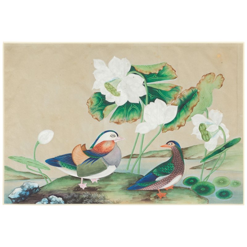 中國畫家 十九世紀 鳥圖一組八幅 水粉通草畫 | CHINESE ARTIST (19TH CENTURY) - 图8