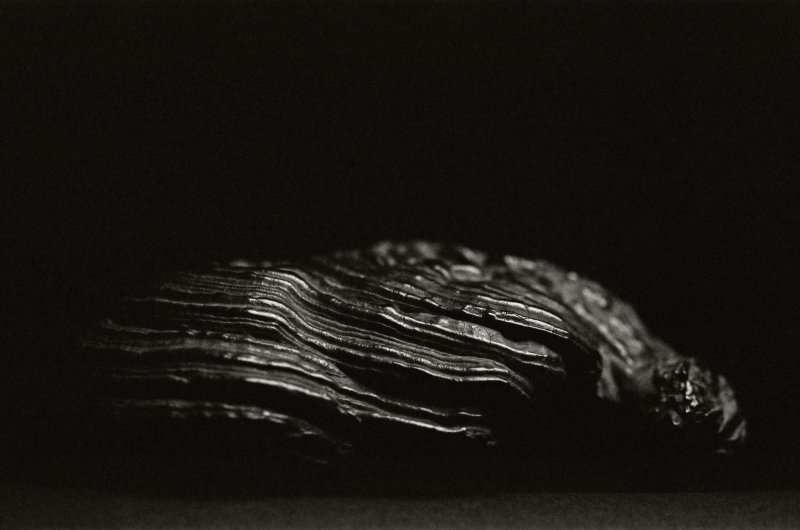 A ‘ziyun changzhu’ lingzhi plaything,  inscribed by Ju Jie (1524–1585),  Ming dynasty | 明　居節款「紫雲常駐」靈芝清供 - 图2