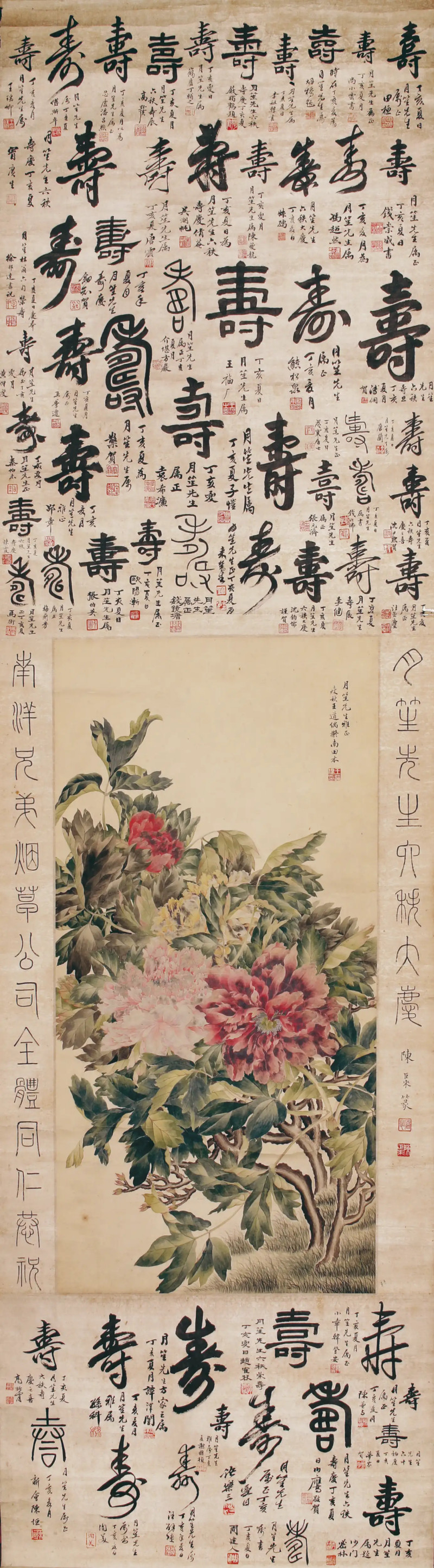 王道 牡丹百寿