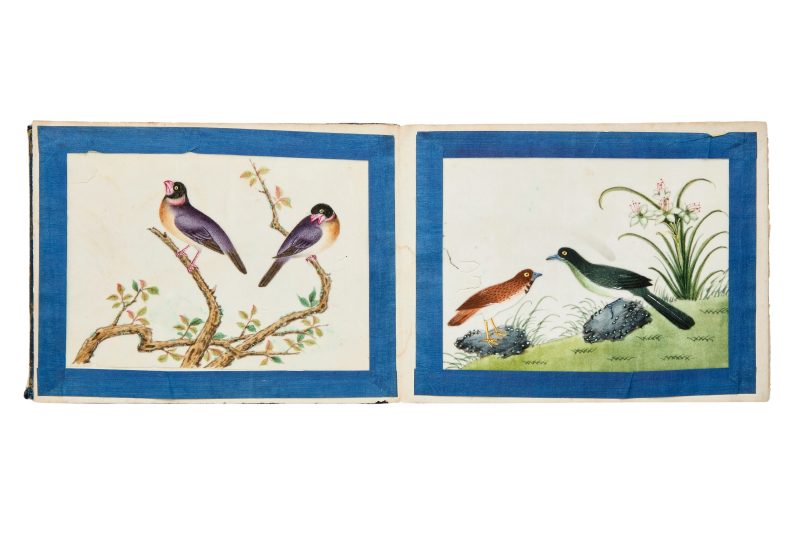 清約1840 水粉通草花鳥畫十幅成冊 | Chinese Guangdong (Canton) School, Qing dynasty, circa 1840 - 图3