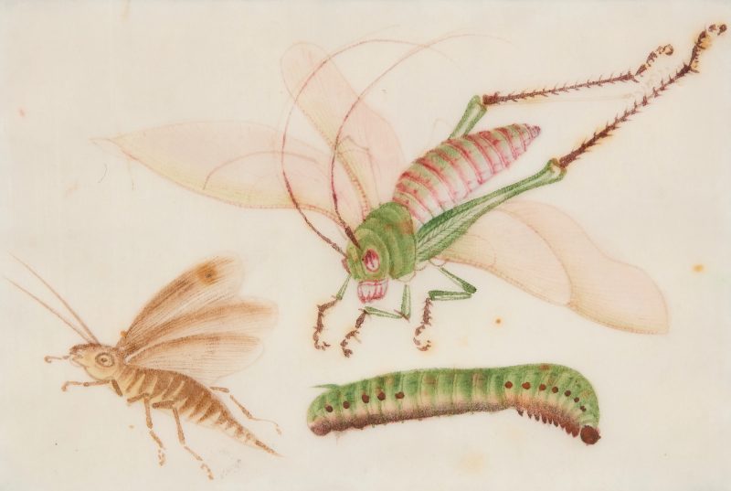 清十九世紀 昆蟲水粉通草畫十二幅，玻璃鏡框 | Chinese Guangdong (Canton) School, Qing dynasty, 19th century - 图5