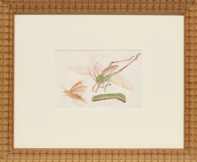 清十九世紀 昆蟲水粉通草畫十二幅，玻璃鏡框 | Chinese Guangdong (Canton) School, Qing dynasty, 19th century - 图6