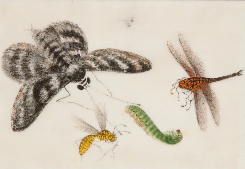 清十九世紀 昆蟲水粉通草畫十二幅，玻璃鏡框 | Chinese Guangdong (Canton) School, Qing dynasty, 19th century - 图10