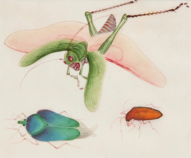 清十九世紀 昆蟲水粉通草畫十二幅，玻璃鏡框 | Chinese Guangdong (Canton) School, Qing dynasty, 19th century - 图11