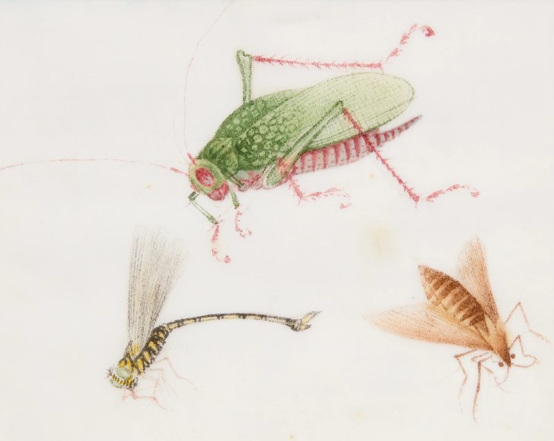 清十九世紀 昆蟲水粉通草畫十二幅，玻璃鏡框 | Chinese Guangdong (Canton) School, Qing dynasty, 19th century - 图12