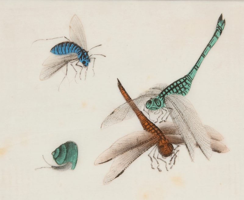 清十九世紀 昆蟲水粉通草畫十二幅，玻璃鏡框 | Chinese Guangdong (Canton) School, Qing dynasty, 19th century - 图14