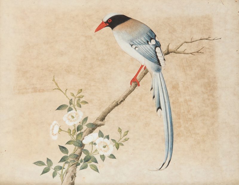 清十九世紀 喜鵲登梅，設色紙本，玻璃鏡框 | Chinese Guangdong (Canton) school, 19th century