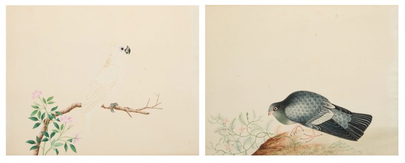 十九世紀早期 鸚鵡與鴿子兩幅，水粉紙本 | Chinese export school (early 19th century)
