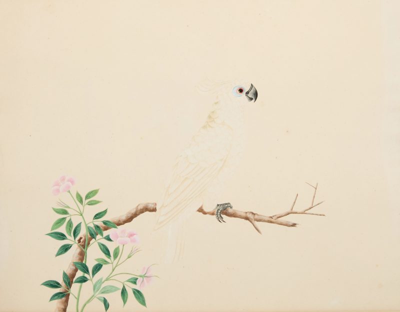 十九世紀早期 鸚鵡與鴿子兩幅，水粉紙本 | Chinese export school (early 19th century) - 图2