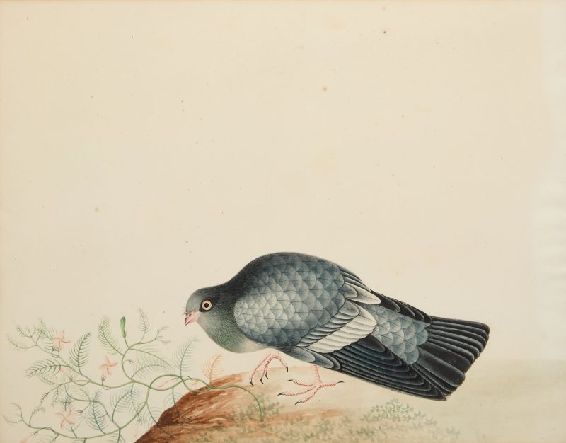 十九世紀早期 鸚鵡與鴿子兩幅，水粉紙本 | Chinese export school (early 19th century) - 图3